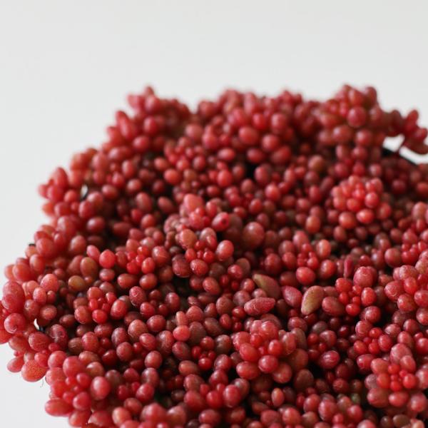 ■商品説明信華園さんの苗■日当たり春秋型種 10℃〜25℃の過ごしやすい季節によく生長し、暑すぎたり、寒すぎる時期は休眠してしまいます。 生長期：2月〜6月・9月〜11月 休眠期：7月〜8月・11月〜1月■水やり1春・秋は日当たりがよく、雨...