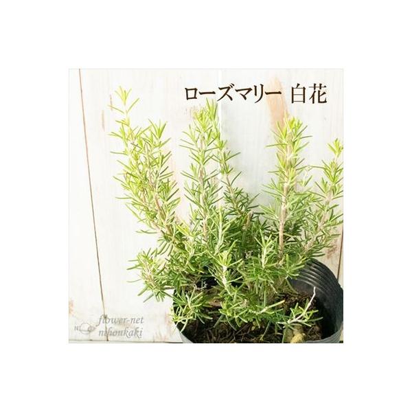 希少品種 ローズマリー 白花 感謝価格 15cmポット ガーデニング ハーブ 苗