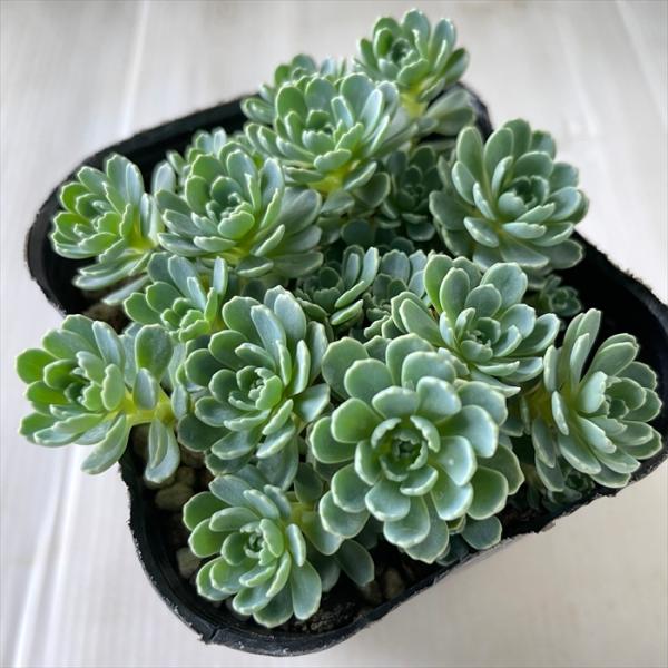 日本花キ流通 多肉植物 seセダム ローズセダム 9cmポット
