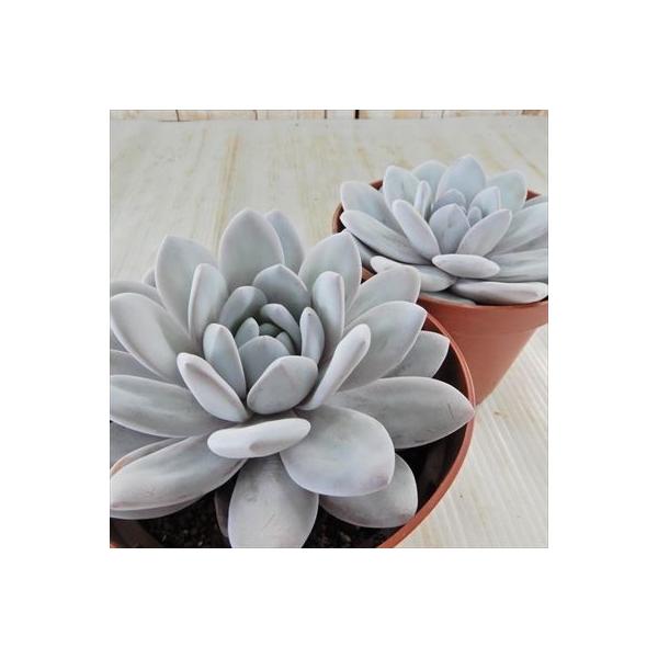 多肉植物 上品 Swエケベリア ちょっと大きめラウイ 12cmポット エケベリア ラウイ