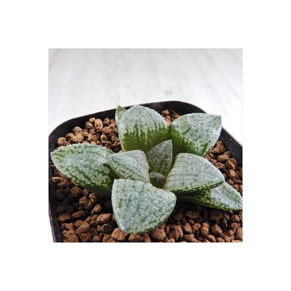 多肉植物 青 観葉植物の人気商品 通販 価格比較 価格 Com