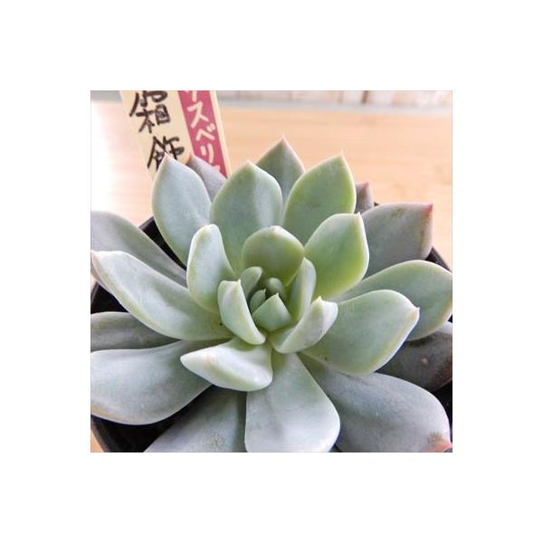 多肉植物 oriミックスベリア No.036 霜飾り おらいさん苗 送料無料