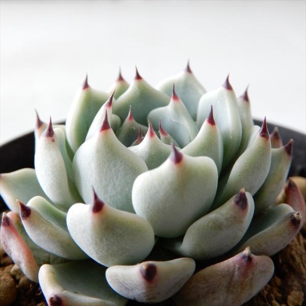 多肉植物 swkエケベリア ザラゴーサ×(チワワエンシス×コロラータ) エアーマジック 韓国苗 多肉植物 エケベリア 7.5cmポット :z191203003:フラワーネット日本花キ流通 - 通販 - Yahoo!ショッピング 多肉植物 swkエケベリア ザラゴーサ×(チワワエンシス×コロラータ) エアーマジック 韓国苗 多肉植物 エケベリア 7.5cmポット :z191203003:フラワーネット日本花キ流通 - 通販 - Yahoo!ショッピング