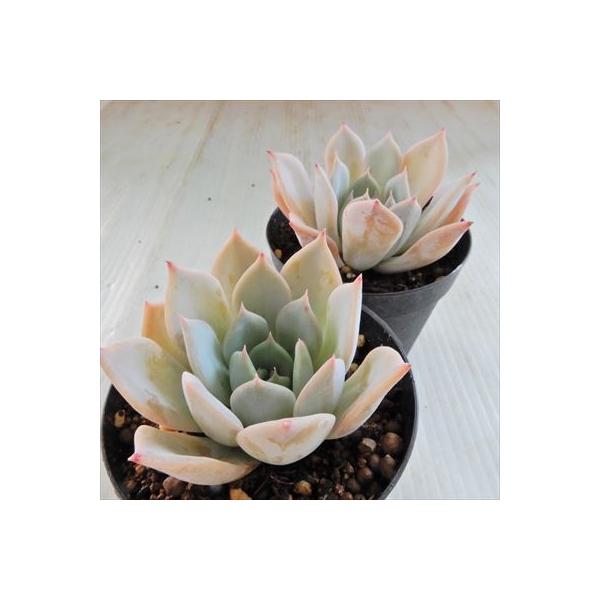 人気ショップが最安値挑戦 多肉植物 Swkエケベリア リラシナ リンゼアナ エケベリア 韓国苗 7 5cmポット