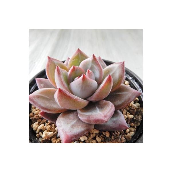 多肉植物 Swkエケベリア レッドエボニー ラウイ エアーマジック 韓国苗 多肉植物 エケベリア 6cm