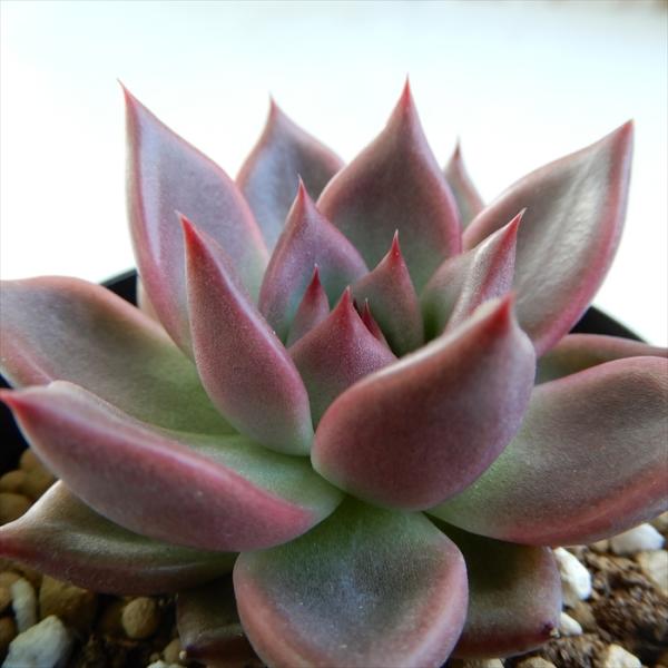 多肉植物 ピンク 観葉植物の人気商品 通販 価格比較 価格 Com