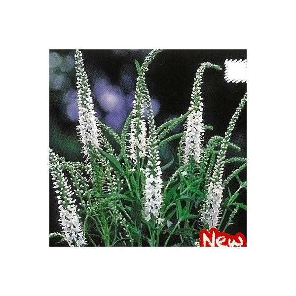 \̔ h̍炭 xjJ c MtHA Ao 9cm|bg N K[fjO ԕc hc hys3 11{ȍ~