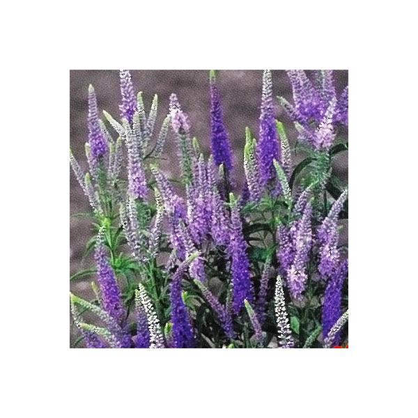 予約販売 宿根草の咲く庭 ベロニカ ロンギフォリア ブルーシェーズ 宿根草苗 9cmロングポット ガーデニング 多年草 4月中旬以降発送 Z フラワーネット日本花キ流通 通販 Yahoo ショッピング