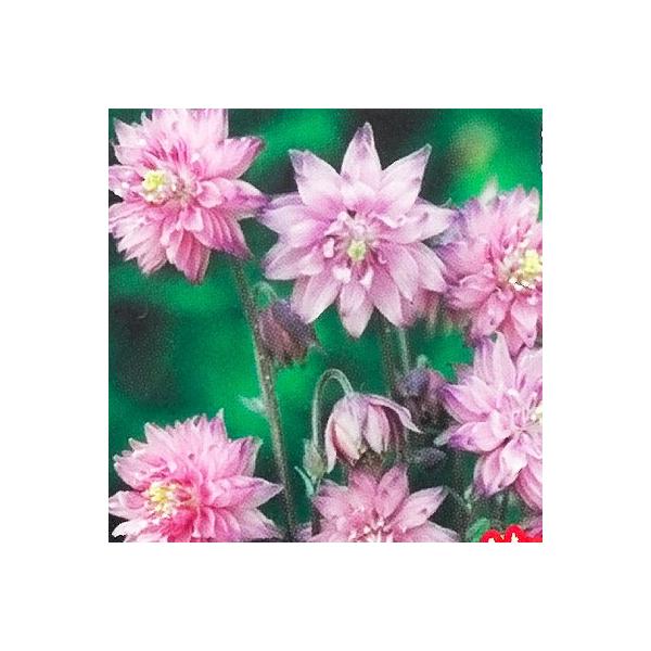 \̔ h̍炭 ANCMA c [Yo[ 9cm|bg N K[fjO ԕc hc hys3 11{ȍ~