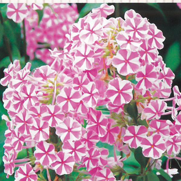 予約販売 宿根草の咲く庭 フロックス ナターシャ 宿根草苗 9cmロングポット ガーデニング 多年草 4月下旬以降発送 Z フラワーネット日本花キ流通 通販 Yahoo ショッピング