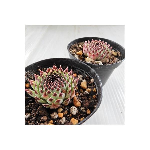 多肉植物 Grセンペルビウム 送料無料新品 カルカレウム 7 5cmポット エクストラ センペルビウム