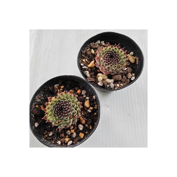 多肉植物 Grセンペルビウム 送料無料新品 カルカレウム 7 5cmポット エクストラ センペルビウム