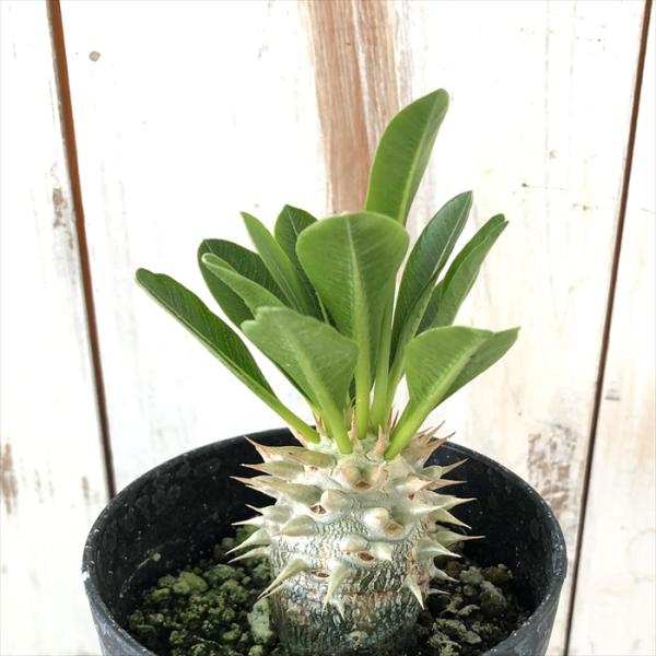 パキポディウム　レウコキサンツム　実生5年目　恵比寿笑い　塊根植物 パキポディウム レウコキサンツム 実生5年目 恵比寿笑い 塊根