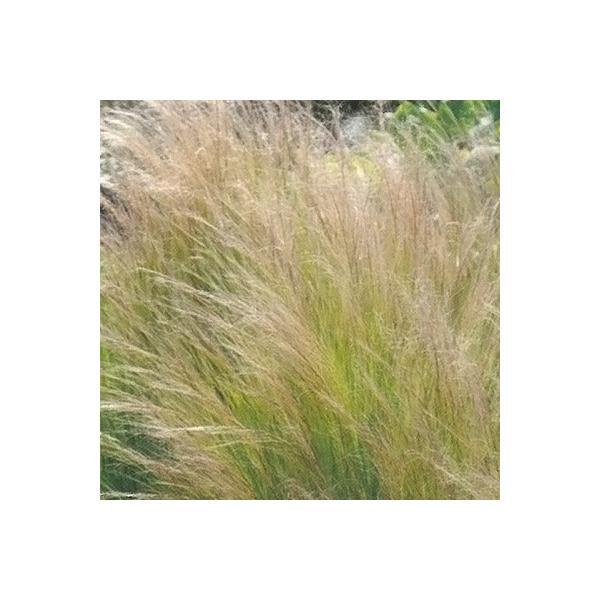 \̔ h̍炭 XeBp c GWFwA[ 9cm|bg N K[fjO ԕc hc hys3 11{ȍ~