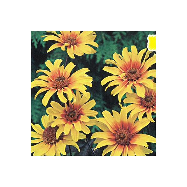 \̔ h̍炭 wIvVX c o[jOn[c 9cm|bg N K[fjO ԕc hc hys4 11{ȍ~