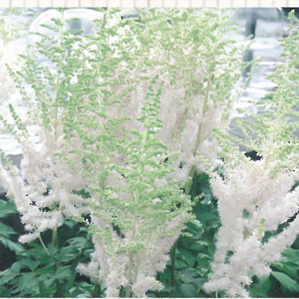 予約販売 宿根草の咲く庭 アスチルベ ミルクアンドハニー 宿根草苗 9cmロングポット ガーデニング 多年草 11月中旬以降発送 Z フラワーネット日本花キ流通 通販 Yahoo ショッピング