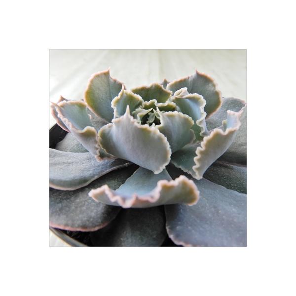 ■特徴春秋型種10℃〜25℃の過ごしやすい季節によく生長し、暑すぎたり、寒すぎる時期は休眠してしまいます。生長期：9月〜5月休眠期：6月〜8月■置き場所・水やり1春・秋は日当たりがよく、雨が当たらない風通しの良い場所に置く2夏の直射日光は避...