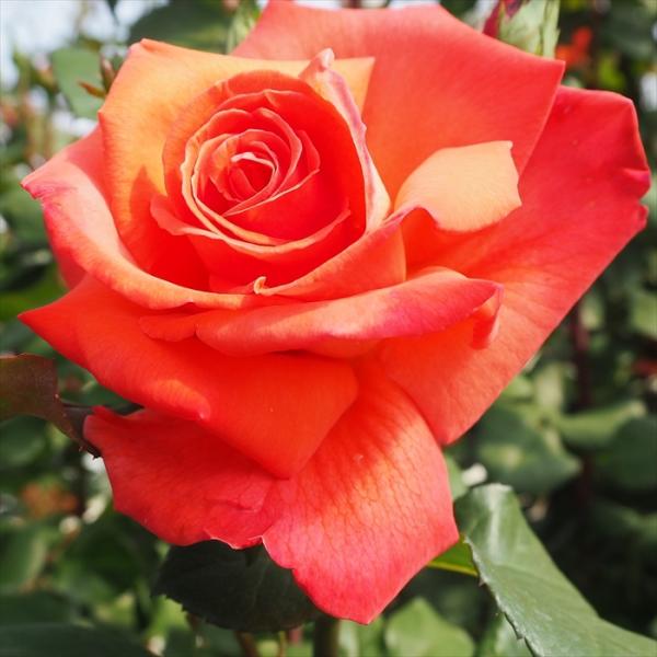 日本花キ流通 【まもなく締め切り】 予約販売 バラ苗 バラ大苗 大輪