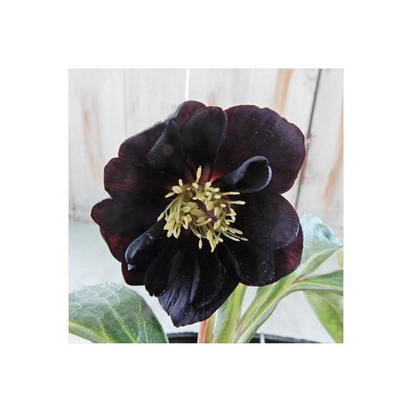 ラッピング無料 クリスマスローズ ダブル ブラック 0129 16 開花株 15cmポット 松浦園芸 現品販売