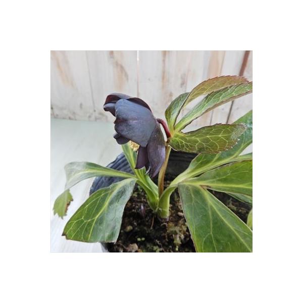 クリスマスローズ ダブル ブラック 0129 16 15cmポット 現品販売 開花株 松浦園芸 おすすめ