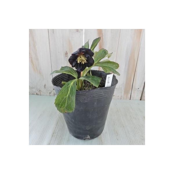 ラッピング無料 クリスマスローズ ダブル ブラック 0129 16 開花株 15cmポット 松浦園芸 現品販売