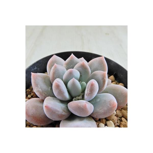 多肉植物 Swkエケベリア コロラータ 静夜 ムーンストーン 多肉植物 エケベリア 7 5cmポット
