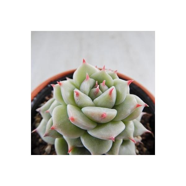 多肉植物 Swkエケベリア ブルーアイ 多肉植物 エケベリア 6cmポット Maxim Tours Com