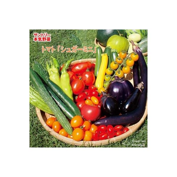 サントリーの本気野菜シリーズ。とても軸の太い迫力ある大苗は、畑に植えた後の生産が安定していて失敗が少ない苗になります。【特徴】高冷地の冷涼な空気と強い紫外線の中で時間をかけてゆっくりと育てるトマトの大株苗は節間は短く軸は太く根張りがスゴイ。...