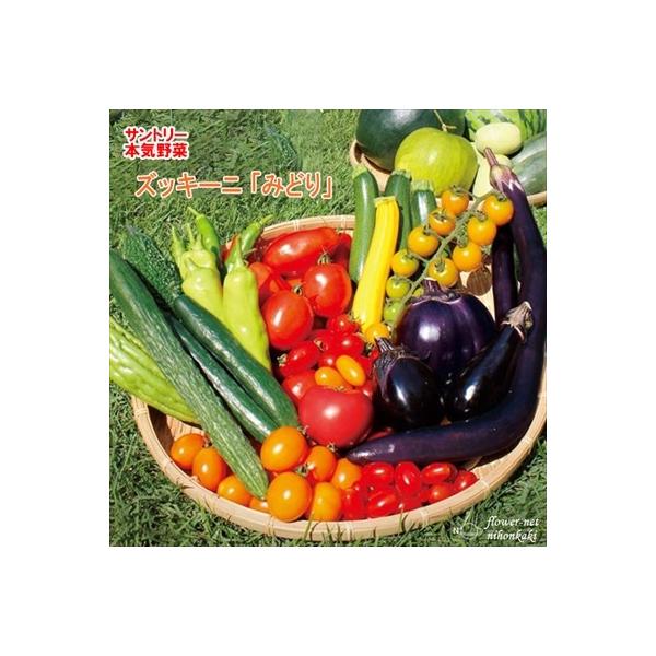 サントリーの本気野菜シリーズ。とても軸の太い迫力ある大苗は、畑に植えた後の生産が安定していて失敗が少ない苗になります。【特徴】初夏からでも安心して栽培可能な、人気の夏野菜ズッキーニ。近年多発しているウイルス病に抵抗性を有し、夏の暑さにも強く...