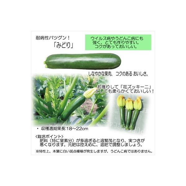 ズッキーニ苗 みどり 12cmポット 本気野菜 ズッキーニ 5月中旬以降発送予定 今だけ限定15 Offクーポン発行中 野菜苗 野菜 苗 予約販売