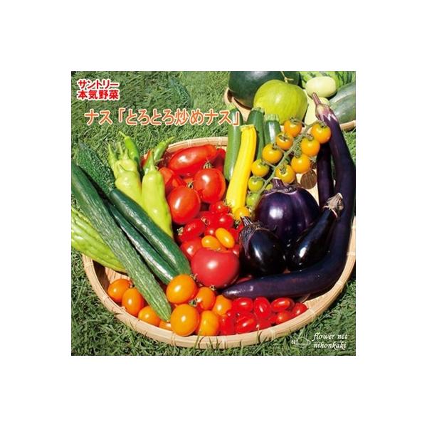 ナス苗 とろとろ炒めナス 12cmポット 本気野菜 ナス 苗 野菜苗 野菜 予約販売