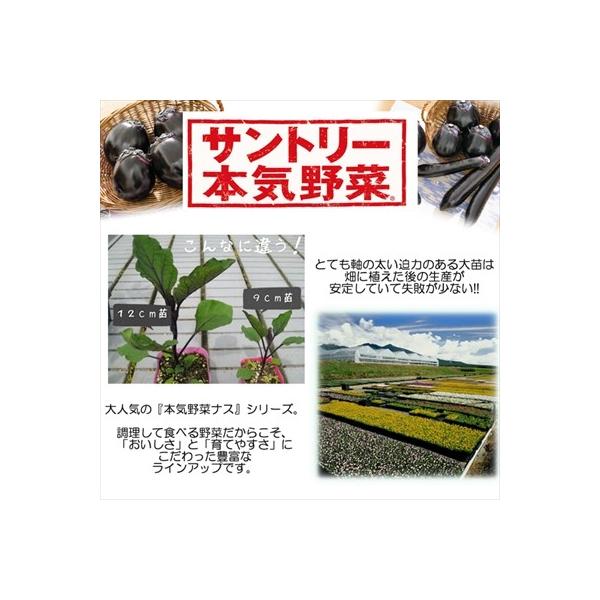 ナス苗 やわらか焼きナス 12cmポット 限定タイムセール 本気野菜 ナス 野菜 野菜苗 苗 予約販売 5月中旬以降発送予定