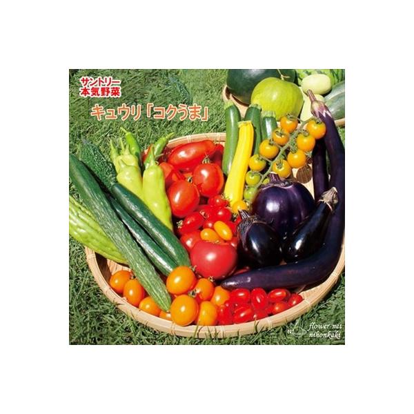 サントリーの本気野菜シリーズ。とても軸の太い迫力ある大苗は、畑に植えた後の生産が安定していて失敗が少ない苗になります。【特徴】病害で失敗しやすく、味の違いも分かりにくい「キュウリ」。「本気野菜キュウリ」では、「育てやすさ」と「味わい」の違い...