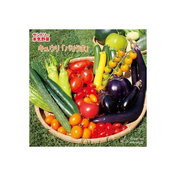 サントリーの本気野菜シリーズ。とても軸の太い迫力ある大苗は、畑に植えた後の生産が安定していて失敗が少ない苗になります。【特徴】病害で失敗しやすく、味の違いも分かりにくい「キュウリ」。「本気野菜キュウリ」では、「育てやすさ」と「味わい」の違い...