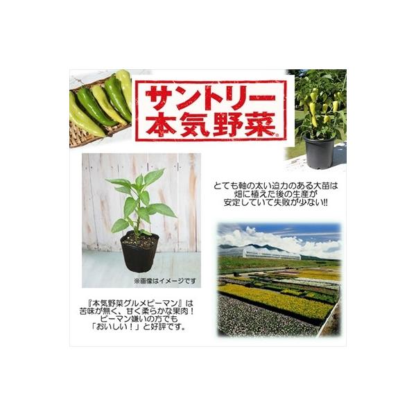 全品最安値に挑戦 ピーマン苗 若穫りグリーンホルン 12cmポット 本気野菜 ピーマン 5月中旬以降発送予定 野菜苗 苗 予約販売 野菜