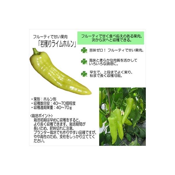 ピーマン苗 若穫りライムホルン 12cmポット 本気野菜 ピーマン 5月中旬以降発送予定 野菜 野菜苗 誕生日 お祝い 苗 予約販売