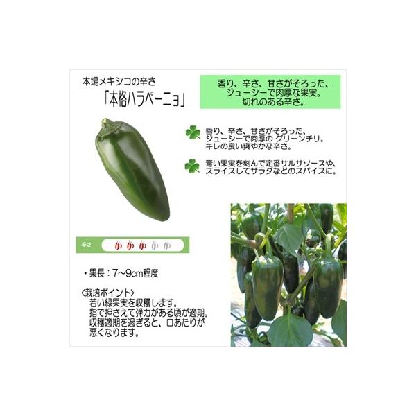 新作入荷 トウガラシ苗 本格ハラペーニョ 12cmポット 本気野菜 トウガラシ ハラペーニョ 苗 5月中旬以降発送予定 野菜 予約販売 野菜苗