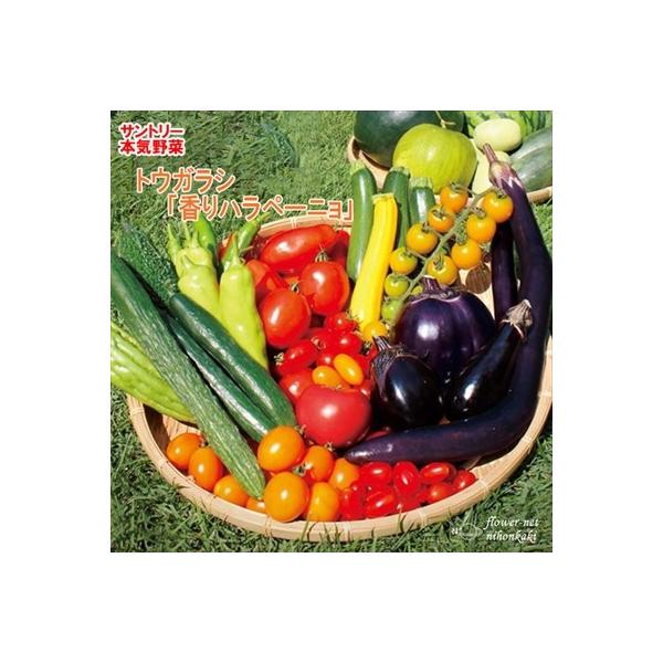 トウガラシ苗 香りハラペーニョ 12cmポット 本気野菜 トウガラシ ハラペーニョ 苗 野菜苗 野菜 予約販売