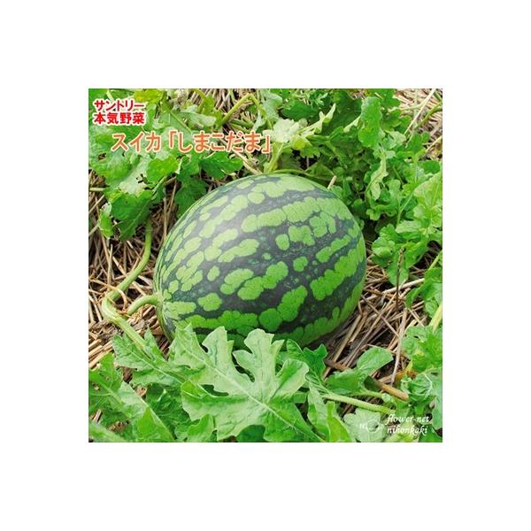 サントリーの本気野菜シリーズ。とても軸の太い迫力ある大苗は、畑に植えた後の生産が安定していて失敗が少ない苗になります。【特徴】本気野菜スイカは「接木苗」です。接木苗とは２種類の苗を切断面で接合させて、１つの苗にしたものを「接木苗」といいます...