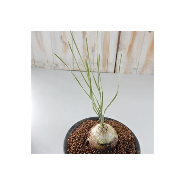 【お問合せ・確認用】植物全般（多肉、球根、水草、熱帯植物等） 日本花キ流通 多肉植物 osドリミア sp.IB12565 Vleikloof おもしろ