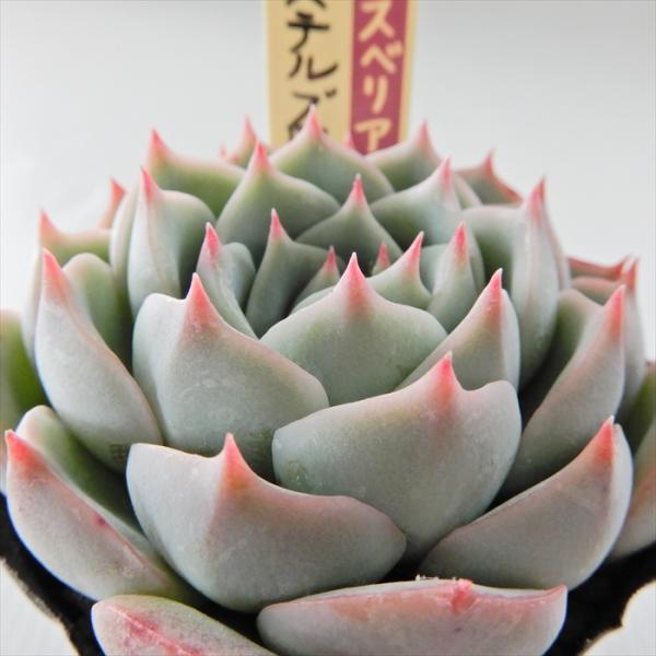 おらいさんのパステルブロッサムの札のみ flower-net_z200225101