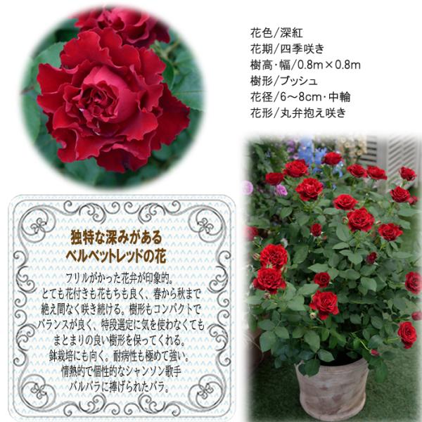 母の日 ギフト セール 登場から人気沸騰 バラ デルバール オマージュ ア バルバラ 送料無料 プレゼント 鉢植え 8号鉢 花 贈り物 薔薇