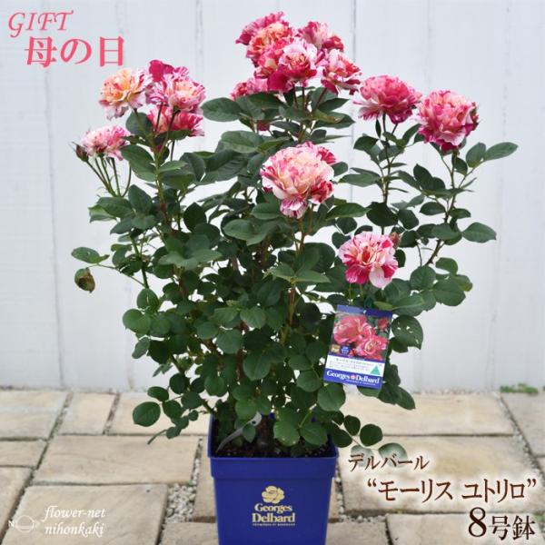 母の日 ギフト バラ デルバール 人気商品 モーリスユトリロ 贈り物 8号鉢 薔薇 鉢植え プレゼント 送料無料 花