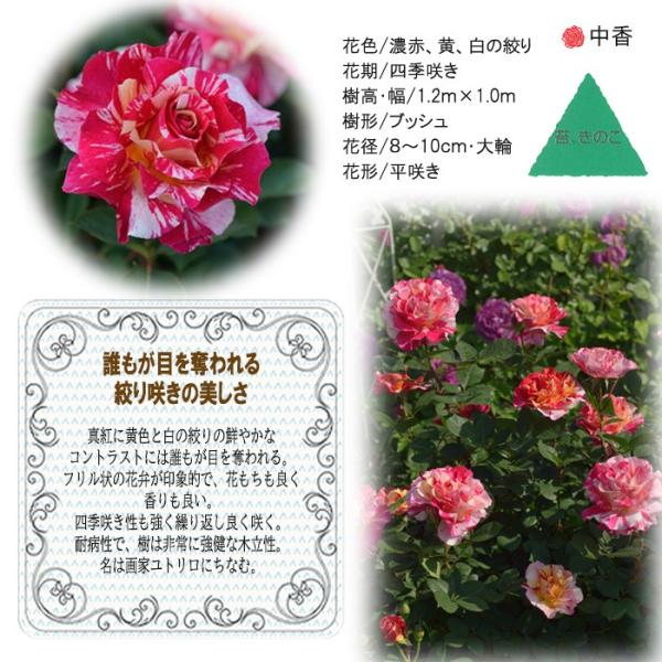 母の日 ギフト バラ デルバール 人気商品 モーリスユトリロ 贈り物 8号鉢 薔薇 鉢植え プレゼント 送料無料 花