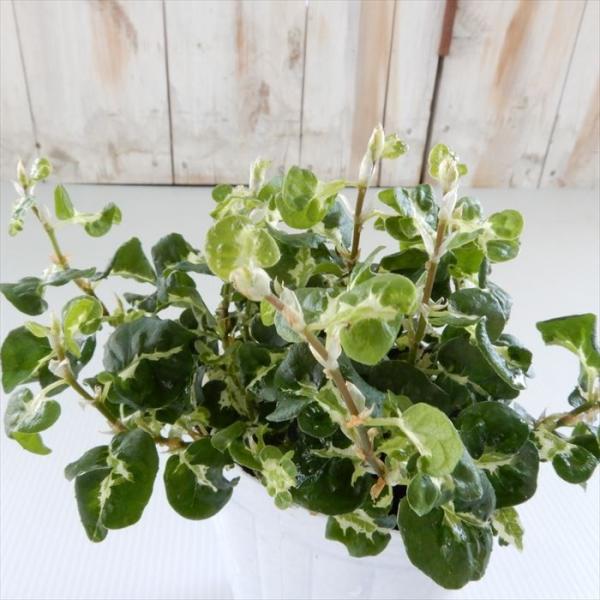 フィカス プミラ コアラ 苗 観葉植物 ガーデニング 期間限定の激安セール 9cmポット