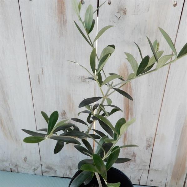 オリーブ ネバディロブランコ 観葉植物 オリーブの木 苗 10 5cmポット シンボルツリー 庭木 Bluemoonsmokeshops