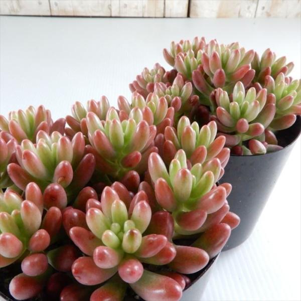 多肉植物 Seセダム オーロラ 割引も実施中 7 5cmポット セダム