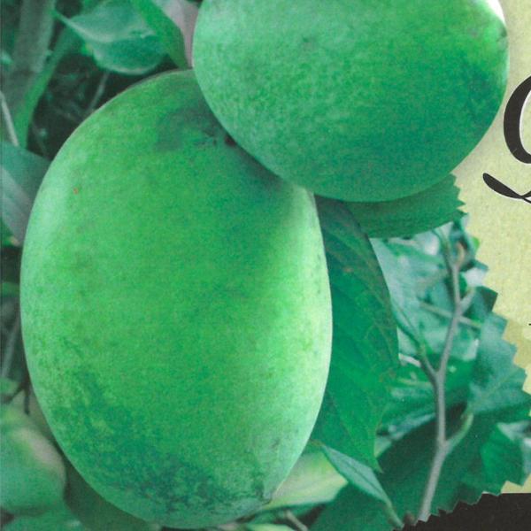 ピーターソン ポポー シェナンドー 果樹苗 ポポーの木 5号鉢 Campusturkey Az