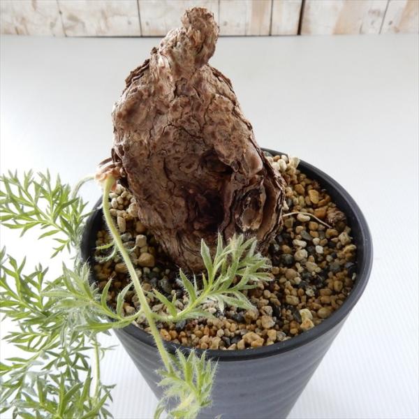 多肉植物 格安店 Caペラルゴニウム トリステ 0313 02 3号鉢 コーデックス 現品販売