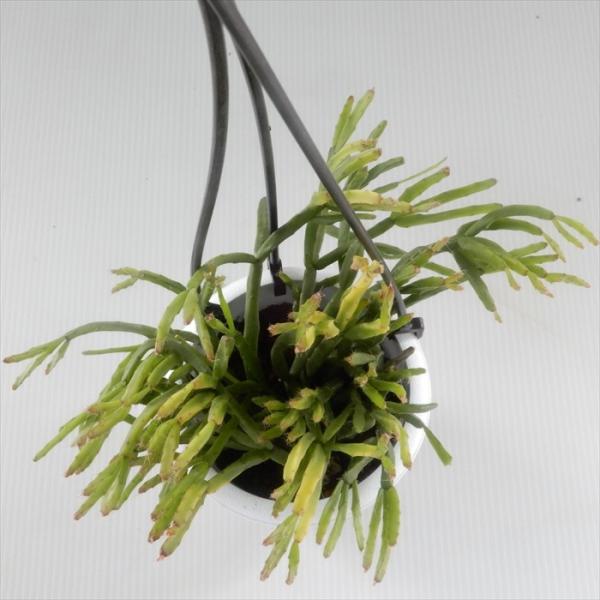 多肉植物 割引 リプサリス エワルディアナ 3号鉢 観葉植物 吊り鉢 インテリア